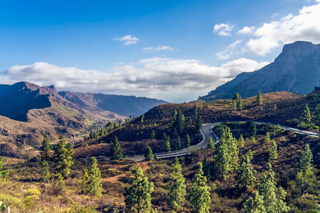 A mountain road winding through Canary pines in the interior of Gran Canaria